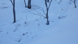 氷ノ山 仙谷山 山スキー IMGP1853